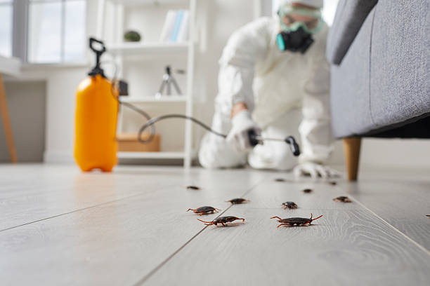 Post-Treatment Bed Bug Interceptor Monitoring in Abram